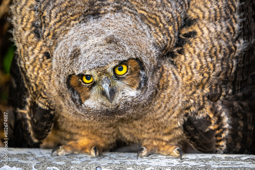 Young Great Horned Owl (Bubo virginianus)