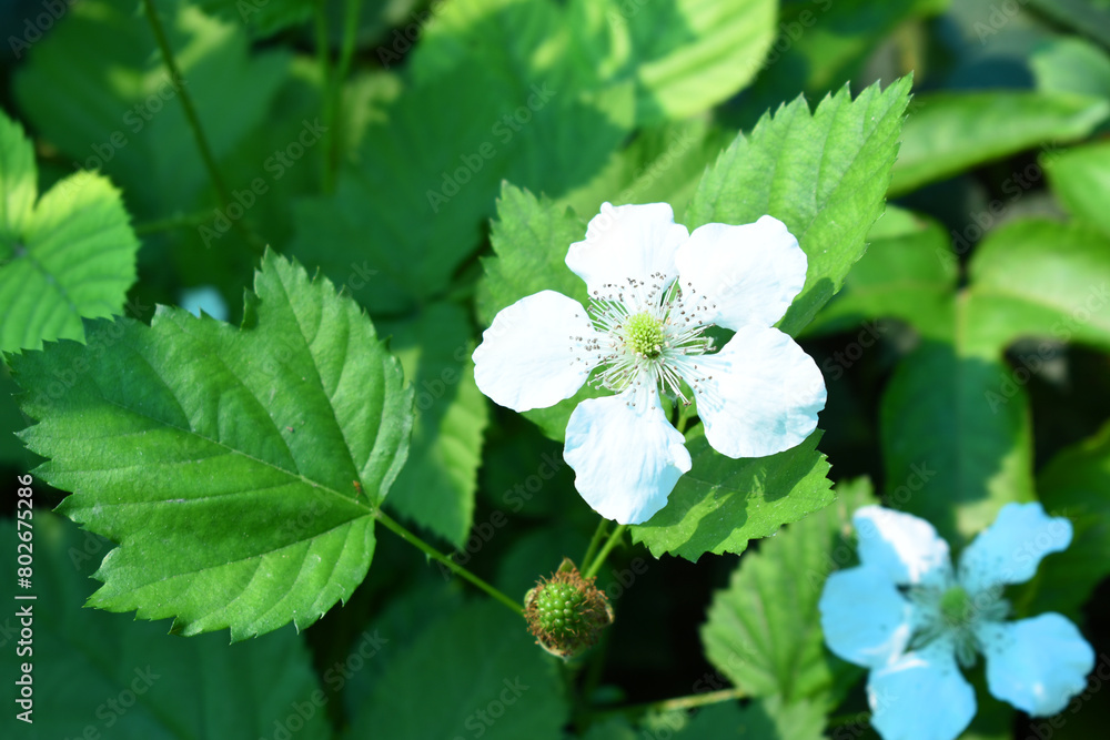 Blackberry flowers in the garden, Beautiful in spring bloom garden. Blackberry bush with white flowers, Blossoming blackberry bush and bee, sunny spring day, Chakwal, Punjab, Pakistan Blackberry flowers in the garden, Beautiful in spring bloom garden. Blackberry bush with white flowers, Blossoming blackberry bush and bee, sunny spring day, Chakwal, Punjab, Pakistan