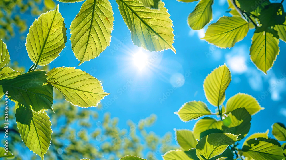 Bright sunlight beams through vibrant green leaves against a vivid blue sky, symbolizing fresh spring growth.
Bright sunlight beams through vibrant green leaves against a vivid blue sky, symbolizing fresh spring growth.