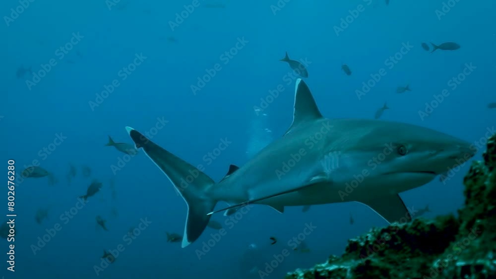 Whitetip reef shark quickly turns to hide swimming among fish and divers Whitetip reef shark quickly turns to hide swimming among fish and divers
