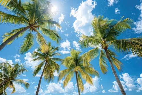 beautyful palmtress and Blue sky, summer day background photo