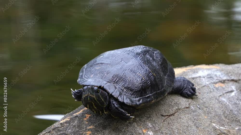 Close up shot of a wild red-eared slider turtle, trachemys scripta elegans spotted resting motionless by the lake, basking on the lakeside rock against rippling water background. Close up shot of a wild red-eared slider turtle, trachemys scripta elegans spotted resting motionless by the lake, basking on the lakeside rock against rippling water background.