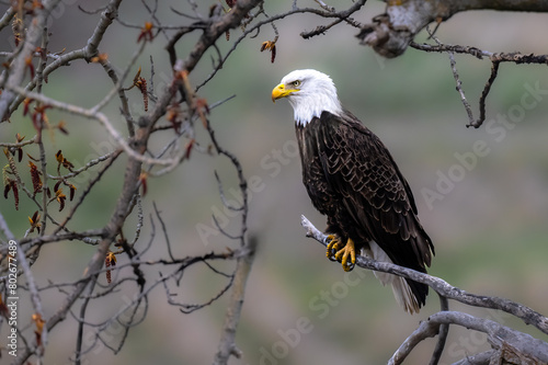 Bald Eagle (Haliaeetus leucocephalus) Perching on a Tree