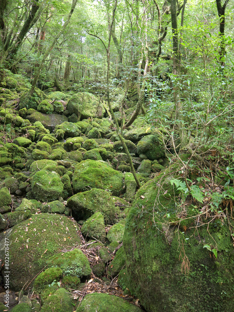 Yakushima mystical forest landscape scenery with trees and stones completely overgrown with green fluffy moss Yakushima mystical forest landscape scenery with trees and stones completely overgrown with green fluffy moss