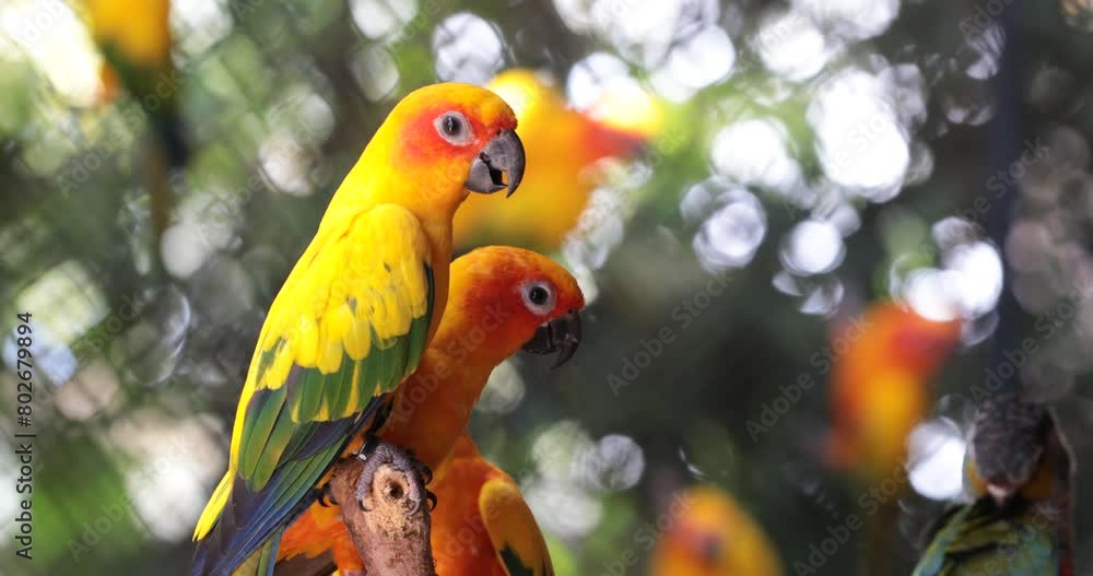 Colorful sun conure Perched on Branch Colorful sun conure Perched on Branch