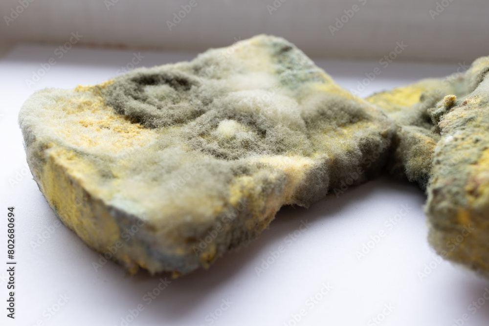 A huge mold blooms and grows on a piece of old bread on a white background. High quality photo A huge mold blooms and grows on a piece of old bread on a white background. High quality photo