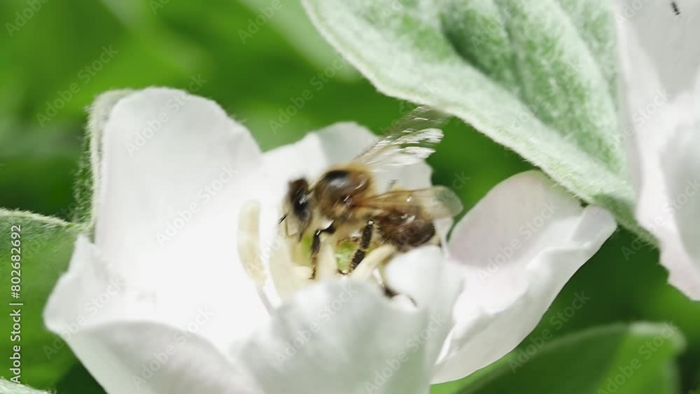 honey bee flies away from a quince flower in the forest honey bee flies away from a quince flower in the forest
