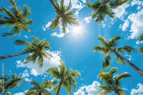 beautyful palmtress and Blue sky  summer day background