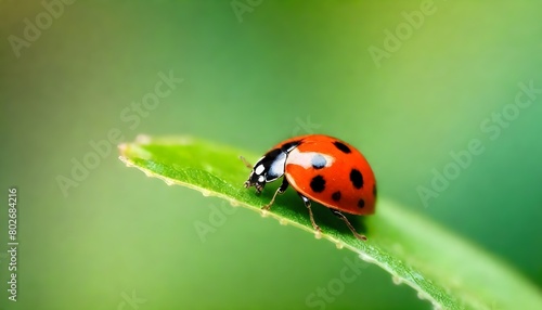 a beautiful tiny ladybird 2 (4) © Aamaal
