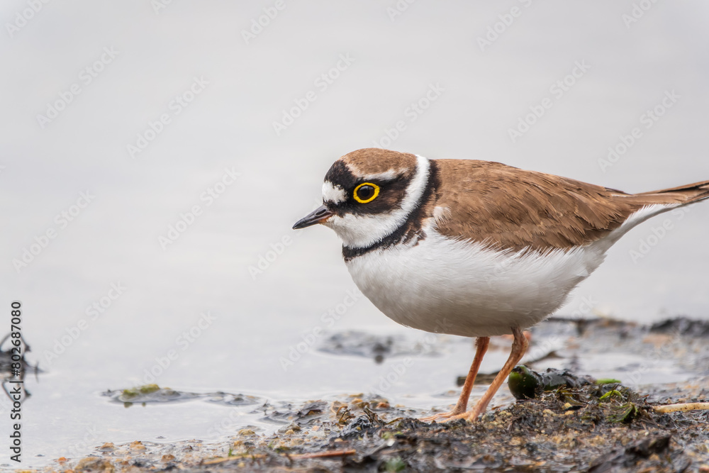 Little ringed plover (Charadrius dubius), bird standing on the lake shore Little ringed plover (Charadrius dubius), bird standing on the lake shore