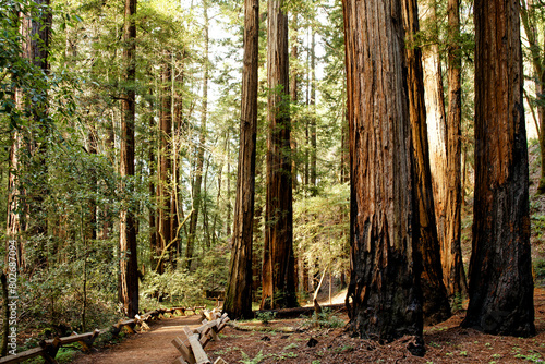 Tall Redwoods and Path at Armstrong Redwoods State Natural Reserve, California, USA photo