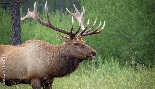 Majestic Bull Elk with Velvet Antlers: A Symbol of Wilderness in YNP photo