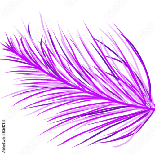 feather on purple  background