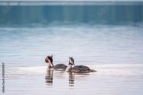 Two Great Crested Grebes swim in the lake