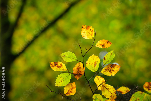 Green and yellow hornbean leaves in autumn close-up