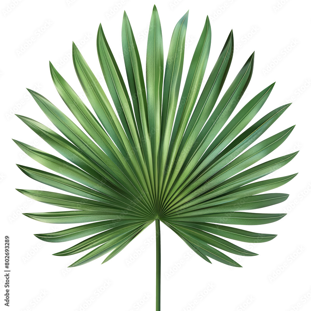 Palm leaf isolated on transparent background Palm leaf isolated on transparent background