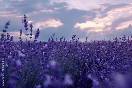 A field of lavender swaying gently