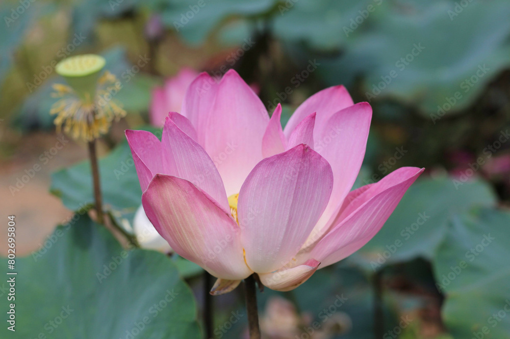 Obraz premium Pink lotus 