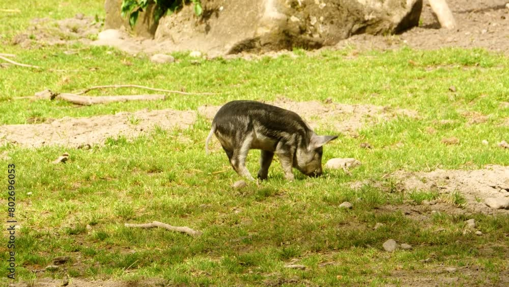 A wild boar piglet digs in the earth on a meadow in the enclosure of a zoo on a sunny day