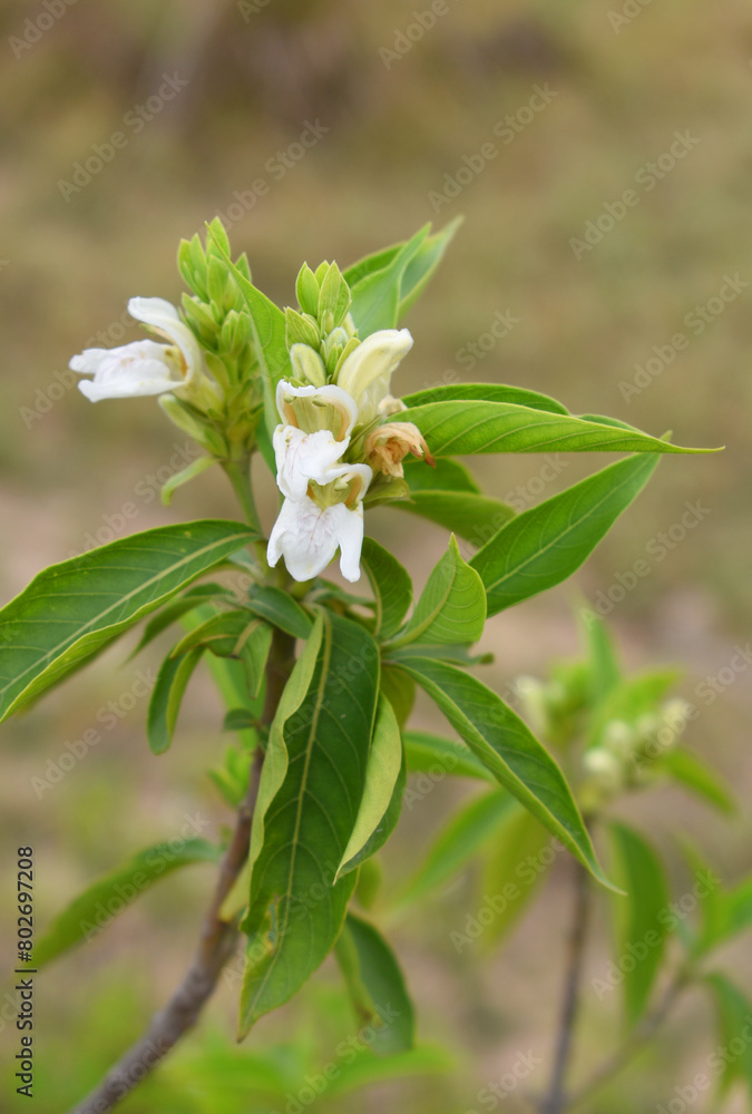 A green Plant of Justicia adhatoda vasica or malabar nut plant in selective focus and background blur, the white Justicia adhatoda blossom in spring, Chakwal, Punjab, Pakistan A green Plant of Justicia adhatoda vasica or malabar nut plant in selective focus and background blur, the white Justicia adhatoda blossom in spring, Chakwal, Punjab, Pakistan