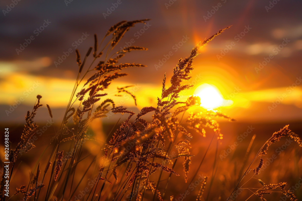 The golden light of sunset bringing warmth