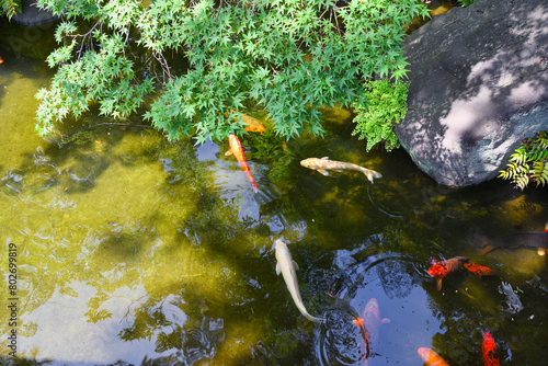 西新井大師 新緑美しい庭園と青もみじ（日本東京都足立区）
Nishiarai Daishi Beautiful fresh green garden and green maple leaves (Adachi Ward, Tokyo, Japan)
