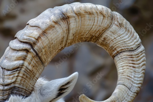 goat's horn with intricate