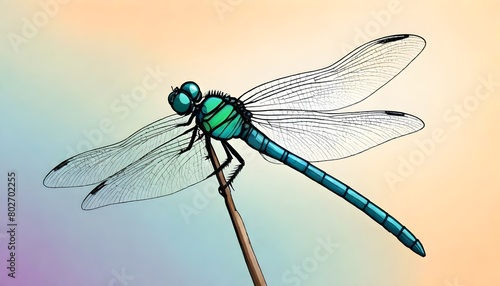 Dragonfly (96) © Jamilaa