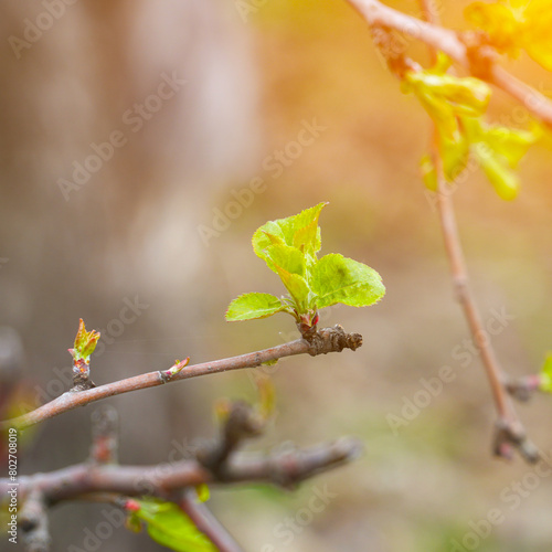 First spring blooming leaves on the twigs of trees