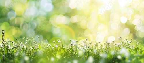 Background of a blurred sunny meadow in spring