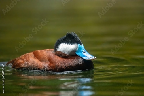 Stunning blue-billed male ruddy duck swimming at eye level