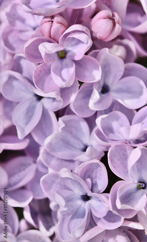 Background of blooming purple terry lilac. Soft focus