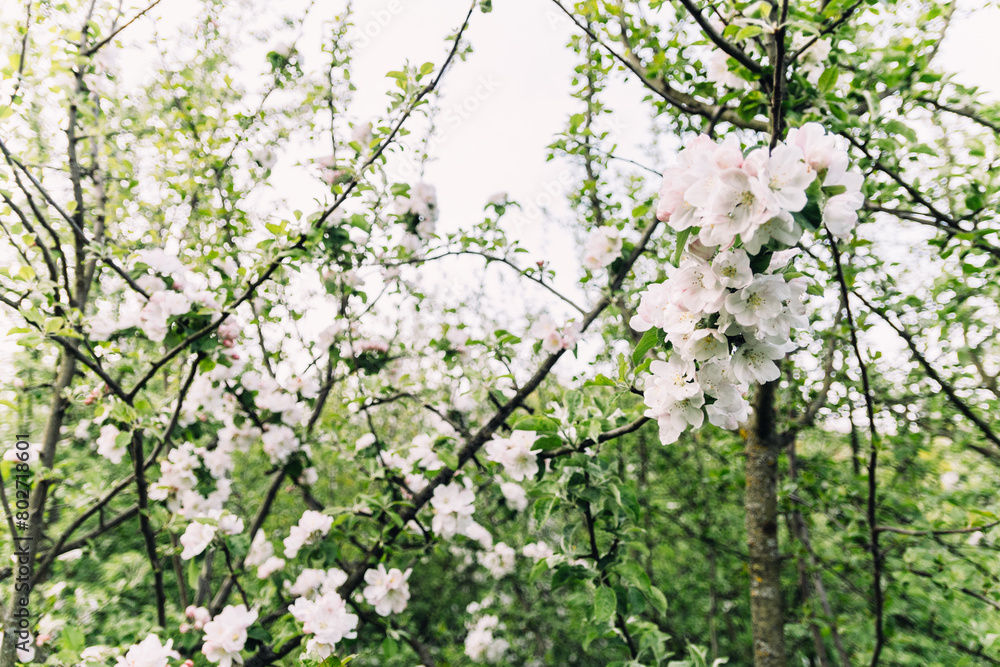 spring in the forest spring in the forest