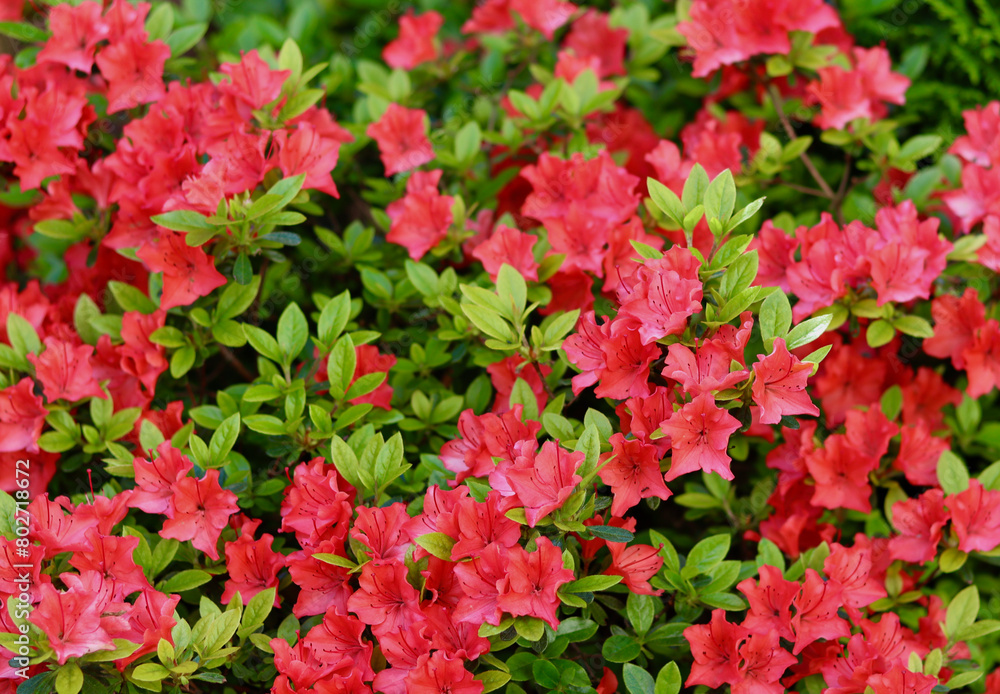 Blooming red azalea flowers in the spring garden. Gardening concept Blooming red azalea flowers in the spring garden. Gardening concept