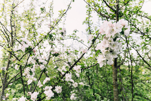 spring in the forest