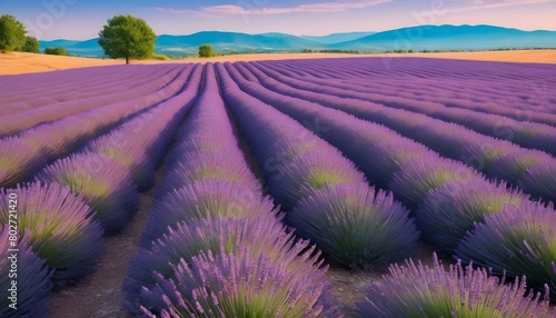 Sprawling Lavender Fields In Full Bloom Fragrant Upscaled 8