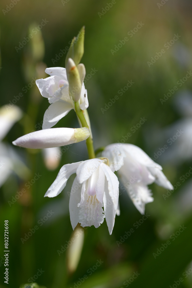 クチベニシラン