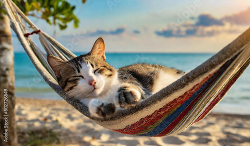 Cute little kitten, cat sleeping in hammock on the beach at sunset.