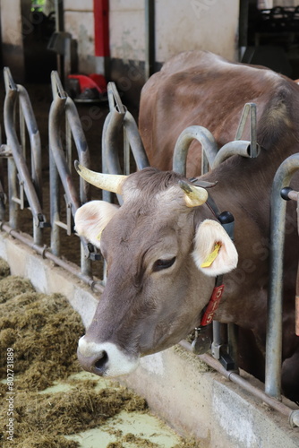 braune Kuh im Stall Laufstall beim Fressen artgerechte Landwirtschaft aufgenommen auf einem Milchhof in Franken