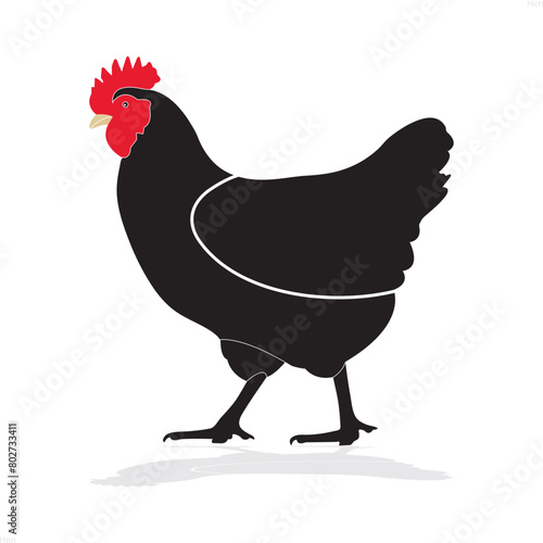 hen, poultry, roosters, cock and  chicks in farm