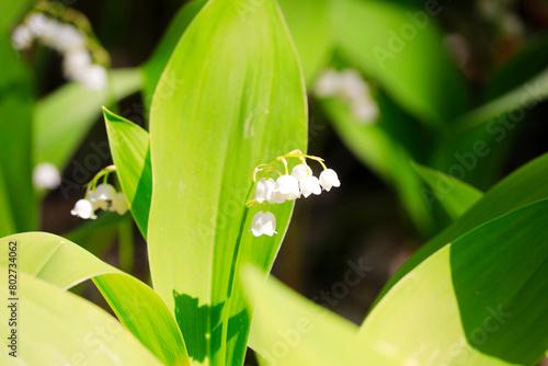 Lily of the valley, Convallaria majalis, flowers growing in forest seen in bright sunlight.
