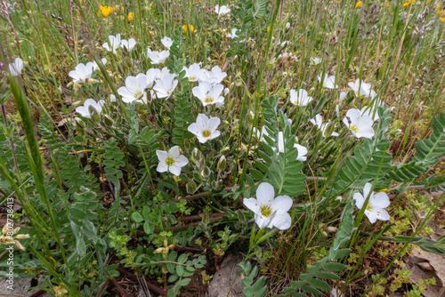 White flowers of Arenaria montana among other plants. Sandwort.