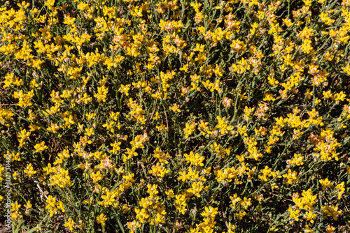 Genista tridentata bush with yellow flowers. Chamaespartium tridentatum. Pinar de Tabuyo del Monte, León, Spain.