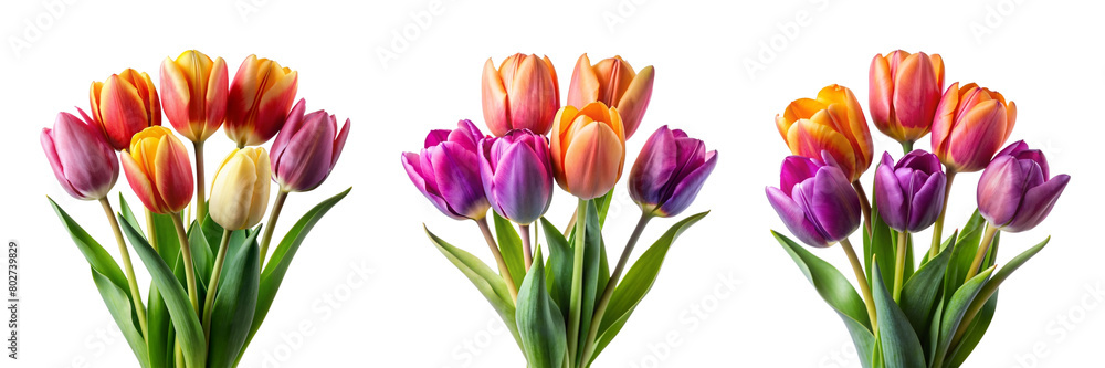 Collection set bunch bouquet pink purple orange mixed stalk of tulip tulips flower floral with leaves arrangement on transparent background cutout, PNG file. Mockup template artwork graphic design Collection set bunch bouquet pink purple orange mixed stalk of tulip tulips flower floral with leaves arrangement on transparent background cutout, PNG file. Mockup template artwork graphic design