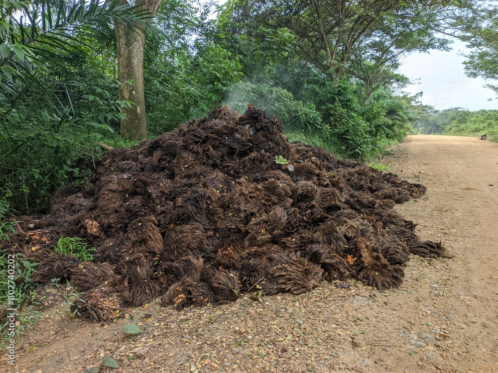 Fototapeta premium Oil Palm waste (janjangan kosong) in Kalimantan plantations is turned into organic fertilizer