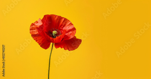 Vibrant red poppy flower on yellow background