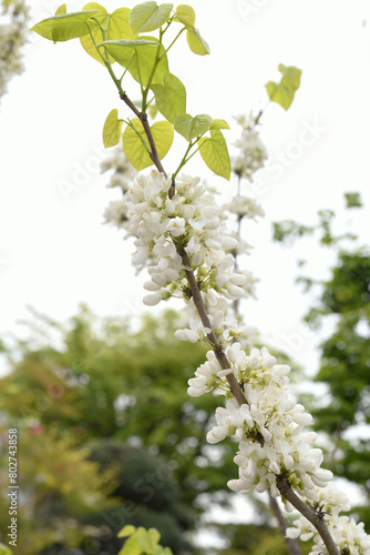 白花蘇芳