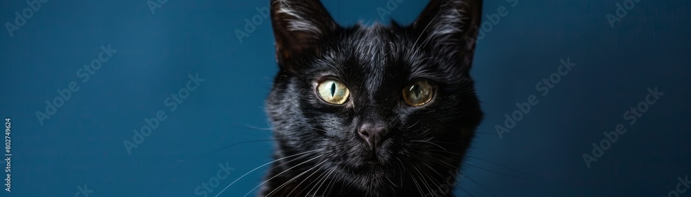 Portrait of a majestic black cat against a deep blue backdrop, highlighting its glossy fur and serene expression