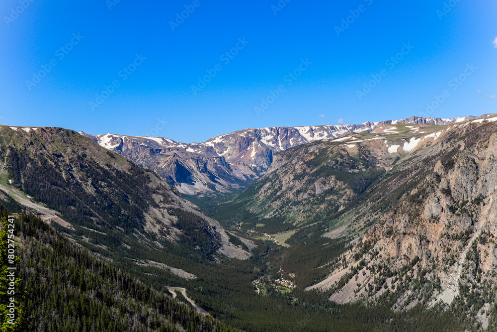 Pine forest in a valley of the Beartooth Mountains