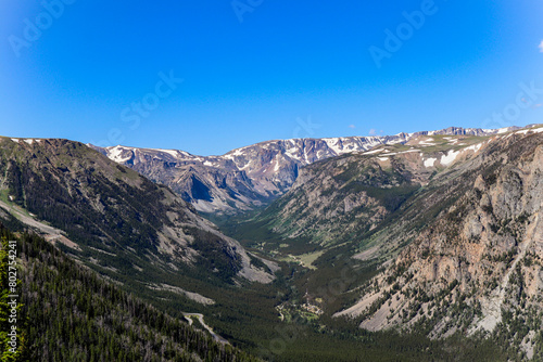Pine forest in a valley of the Beartooth Mountains